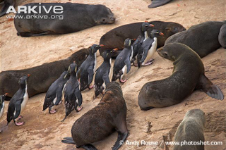 Illustration for article titled Flightless Friday - The Complete Penguin